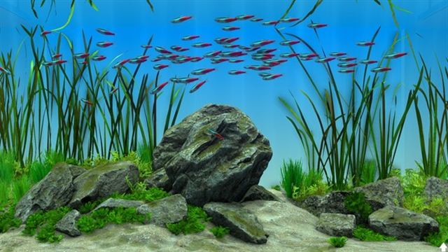 Hình ảnh trong game Behind Glass Aquarium Simulator v1.1-P2P Hình ảnh trong game Behind Glass Aquarium Simulator v1.1-P2P