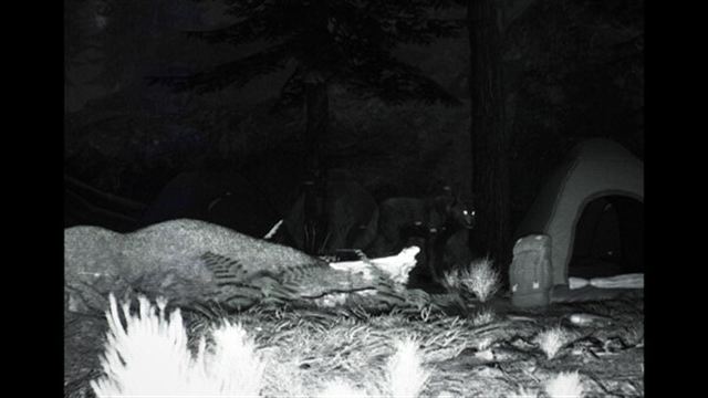Hình ảnh trong game TRAILCAM-TiNYiSO Hình ảnh trong game TRAILCAM-TiNYiSO