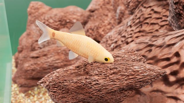 Hình ảnh trong game Fish Game Indian Subcontinent Fish Pack 1-TENOKE Hình ảnh trong game Fish Game Indian Subcontinent Fish Pack 1-TENOKE